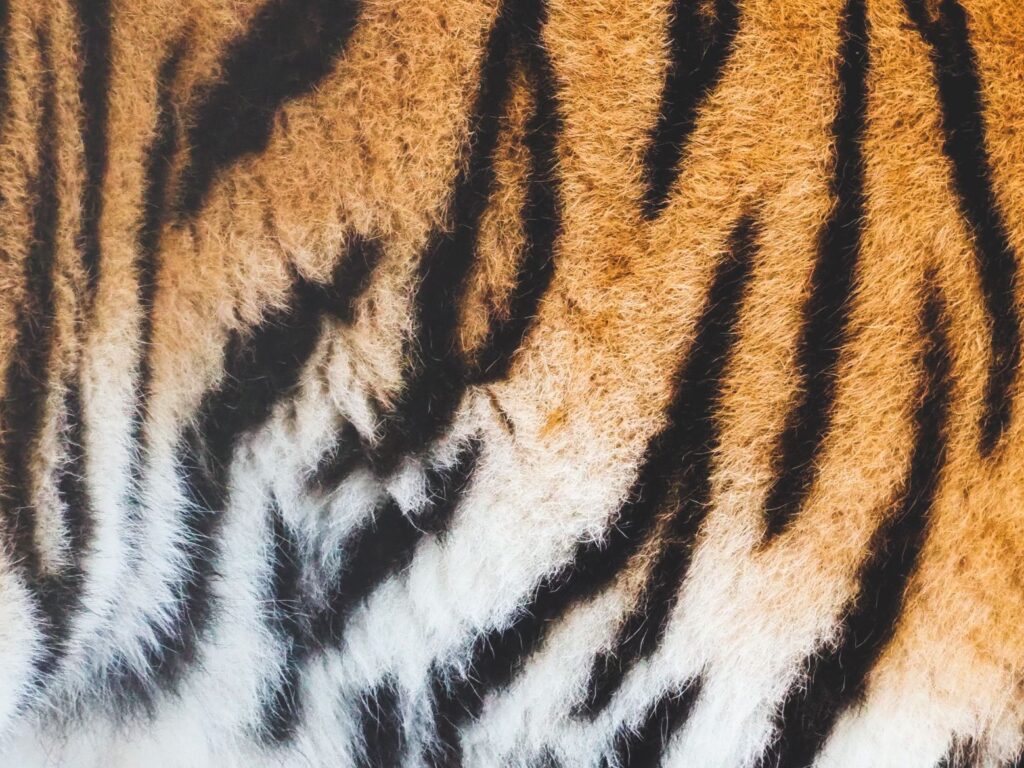 Animal skin has black lines