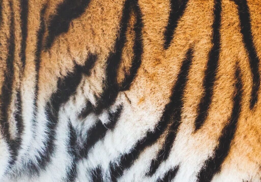 Animal skin has black lines